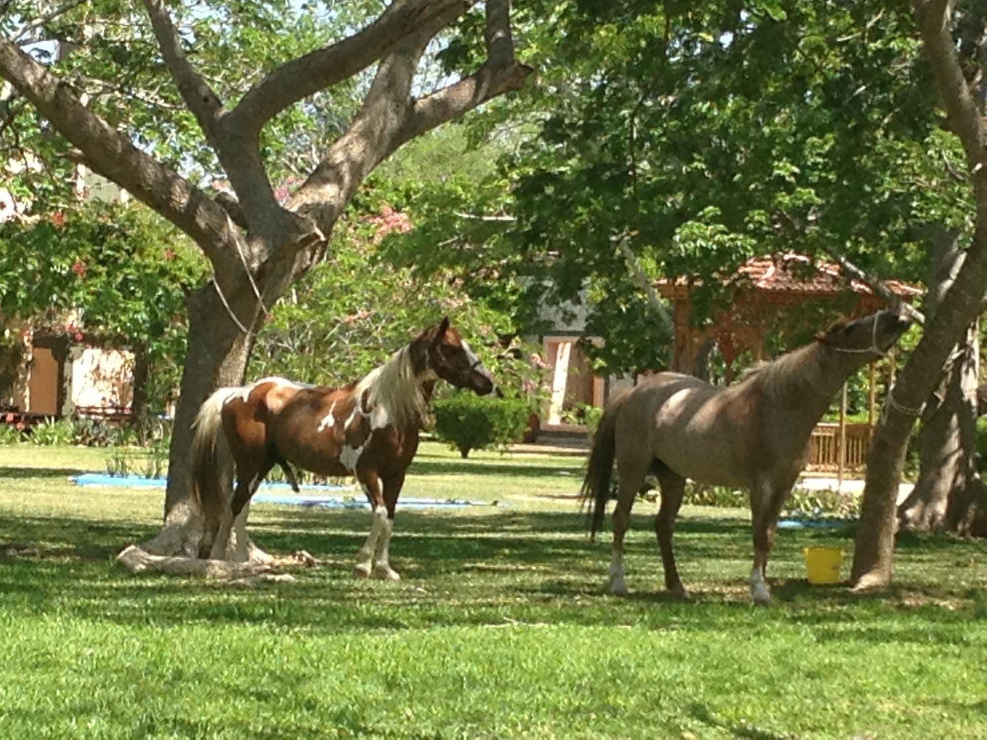 Hacienda San Francisco Tzacalha Hotel Dzidzantún Екстериор снимка